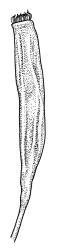 Leptotheca gaudichaudii, capsule, dry. Drawn from B.H. Macmillan 72/856, CHR 164360 or A.J. Fife 6347, CHR 405561.
 Image: R.C. Wagstaff © Landcare Research 2021 CC BY 4.0